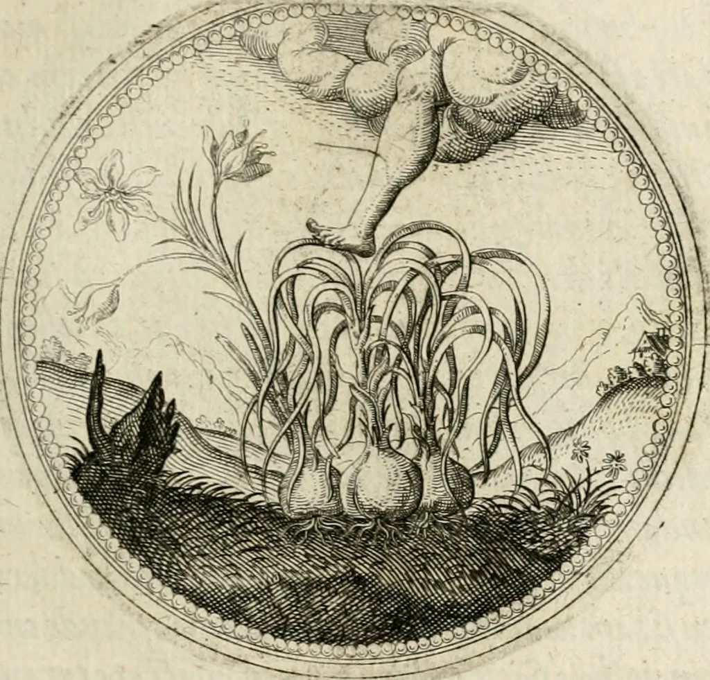 An illustration from Symboloru[m] & emblematum ex re herbaria desumtorum centuria vna[-quarta] collecta, 1654, leaf 156