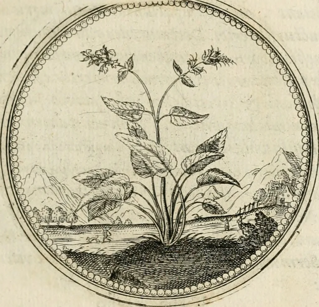 An illustration from Symboloru[m] & emblematum ex re herbaria desumtorum centuria vna[-quarta] collecta, 1654, leaf 160