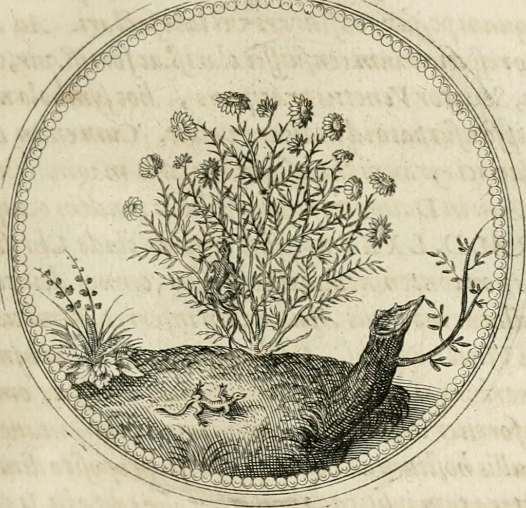 An illustration from Symboloru[m] & emblematum ex re herbaria desumtorum centuria vna[-quarta] collecta, 1654, leaf 178