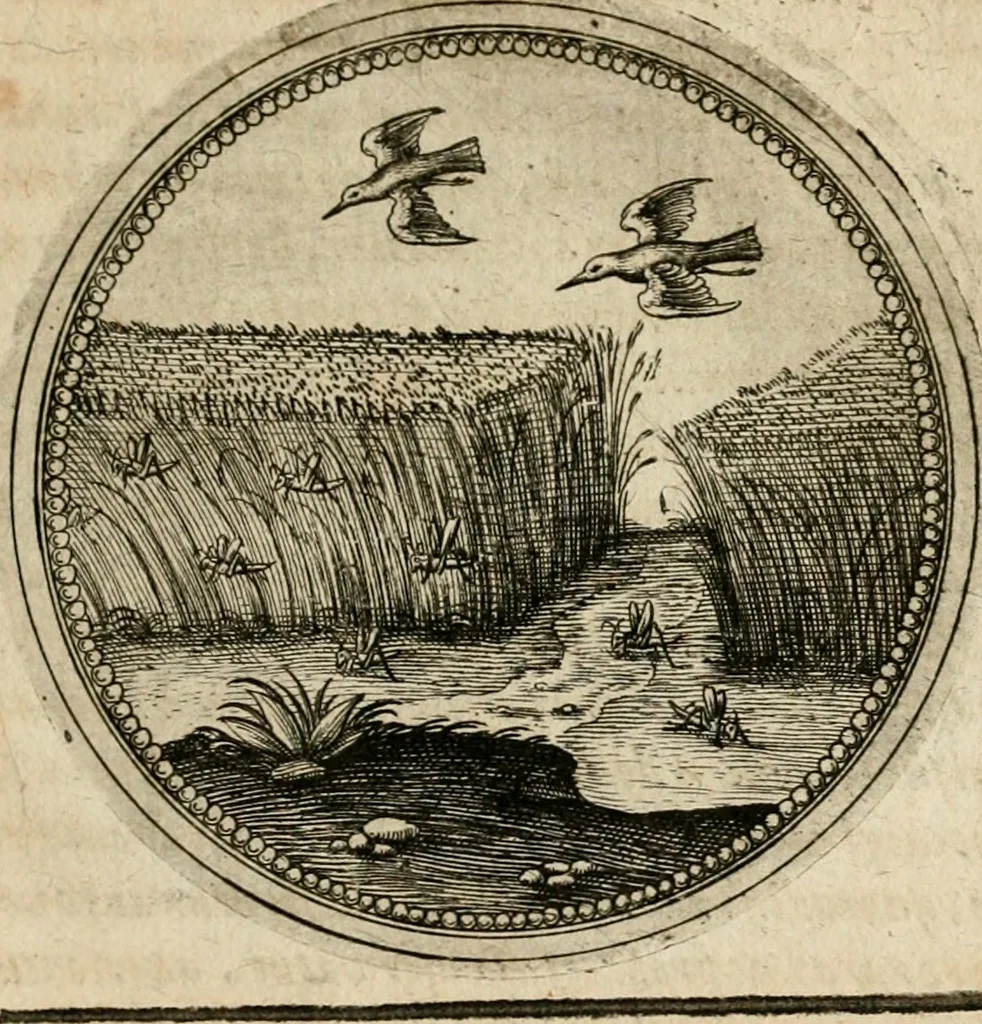 An illustration from Symboloru[m] & emblematum ex re herbaria desumtorum centuria vna[-quarta] collecta, 1654, leaf 346