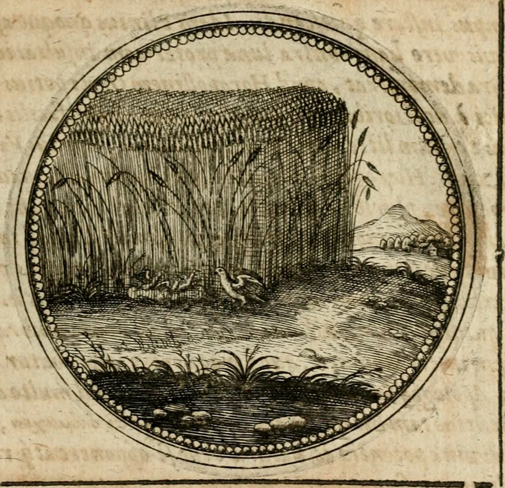 An illustration from Symboloru[m] & emblematum ex re herbaria desumtorum centuria vna[-quarta] collecta, 1654, leaf 360