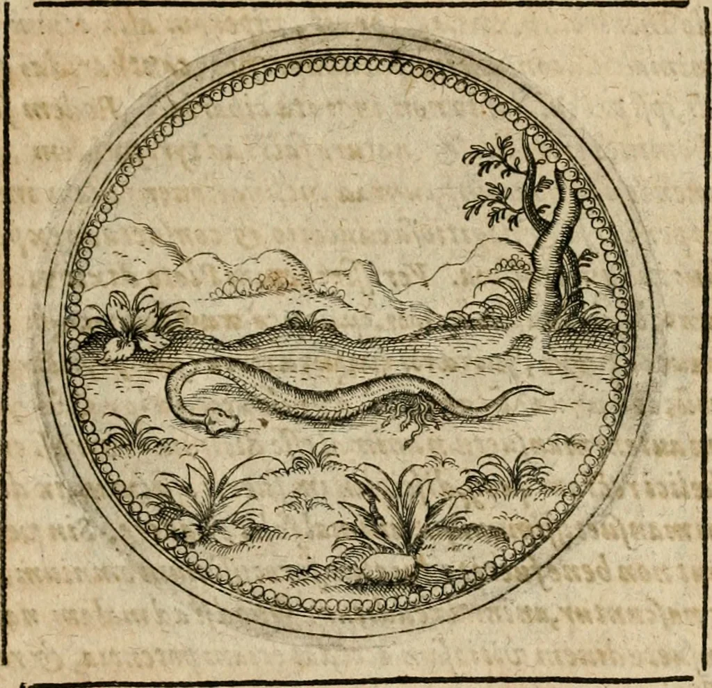 An illustration from Symboloru[m] & emblematum ex re herbaria desumtorum centuria vna[-quarta] collecta, 1654, leaf 602