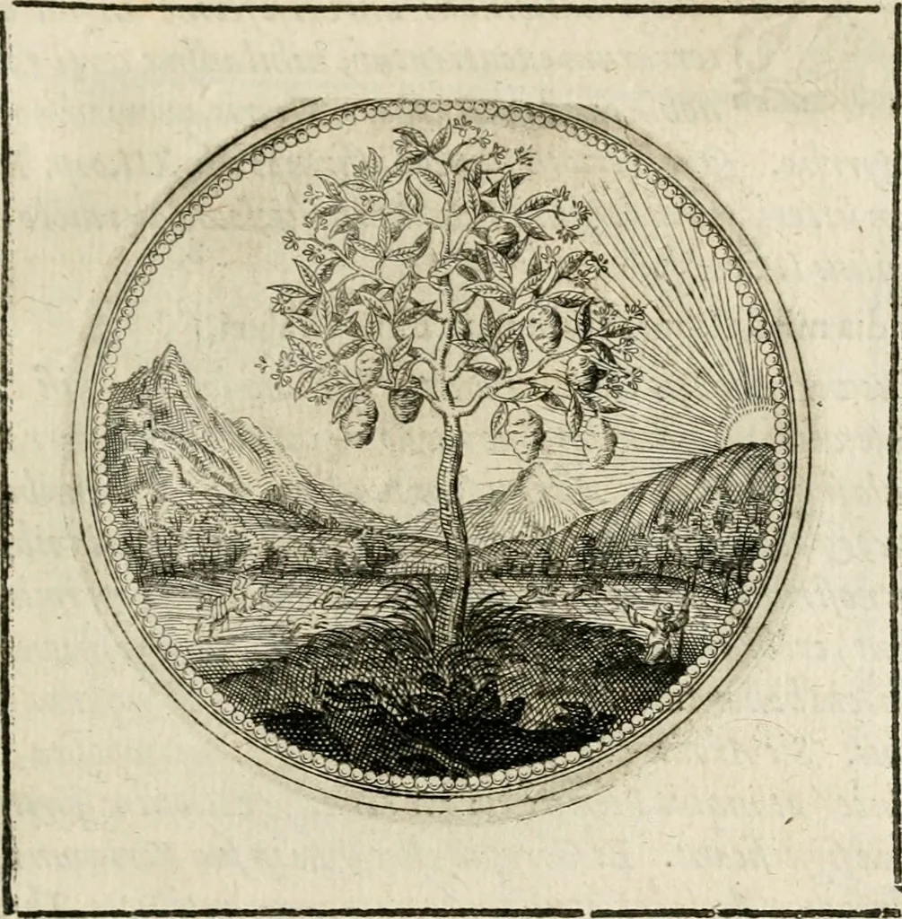 An illustration from Symboloru[m] & emblematum ex re herbaria desumtorum centuria vna[-quarta] collecta, 1654, leaf 64