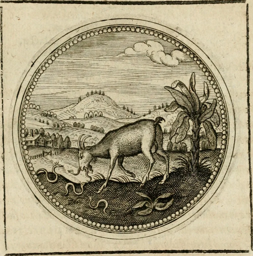 An illustration from Symboloru[m] & emblematum ex re herbaria desumtorum centuria vna[-quarta] collecta, 1654, leaf 754