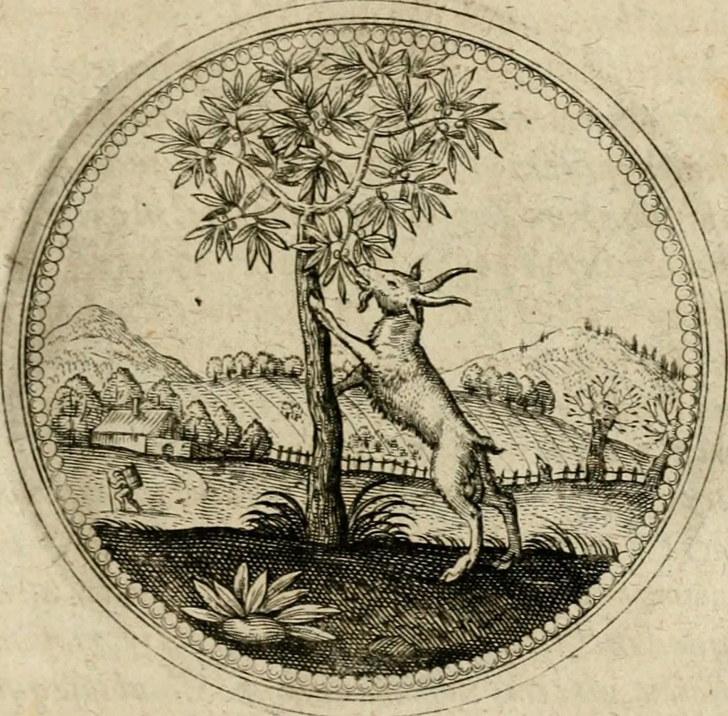 An illustration from Symboloru[m] & emblematum ex re herbaria desumtorum centuria vna[-quarta] collecta, 1654, leaf 760