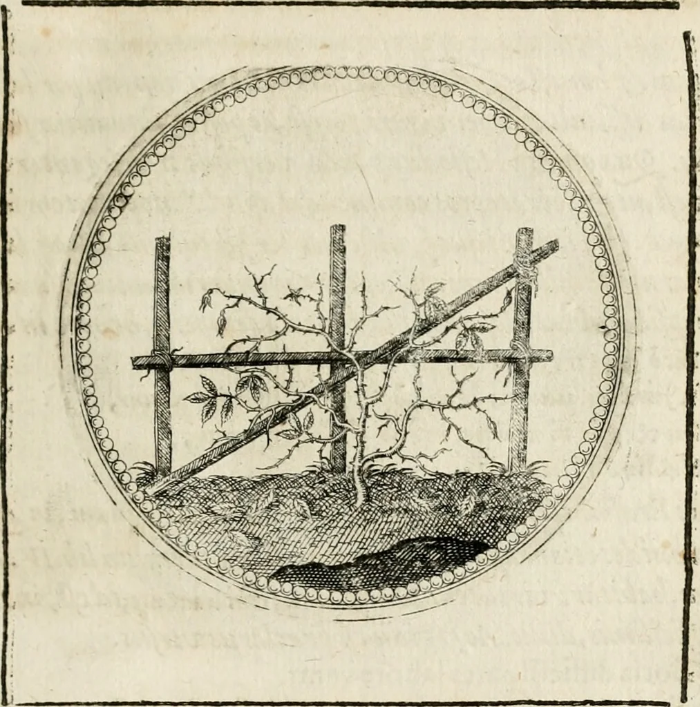 An illustration from Symboloru[m] & emblematum ex re herbaria desumtorum centuria vna[-quarta] collecta, 1654, leaf 90