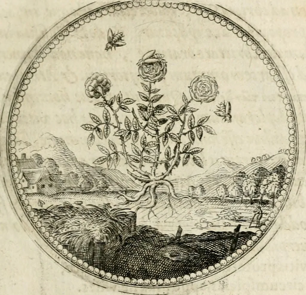 An illustration from Symboloru[m] & emblematum ex re herbaria desumtorum centuria vna[-quarta] collecta, 1654, leaf 98