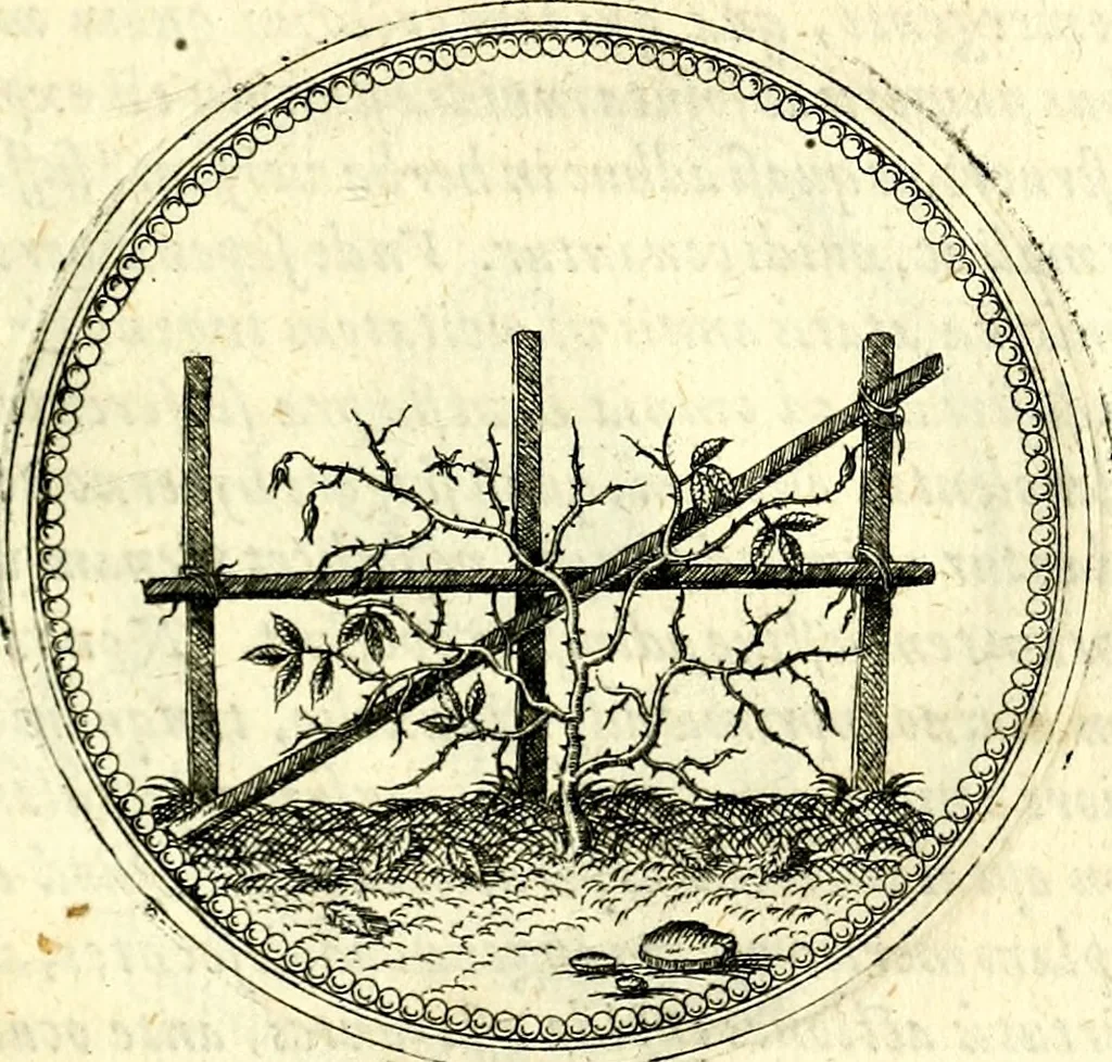 An illustration from Symbolorvm et emblematvm ex re herbaria desvmtorvm centvria vna, 1590, leaf 118