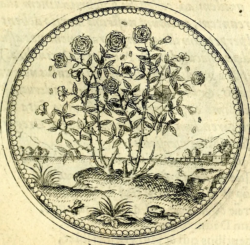 An illustration from Symbolorvm et emblematvm ex re herbaria desvmtorvm centvria vna, 1590, leaf 136