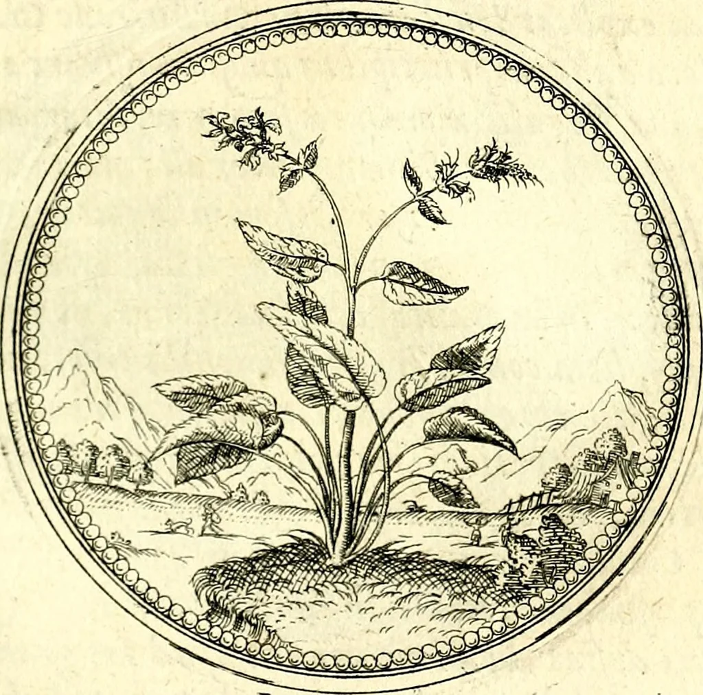 An illustration from Symbolorvm et emblematvm ex re herbaria desvmtorvm centvria vna, 1590, leaf 188
