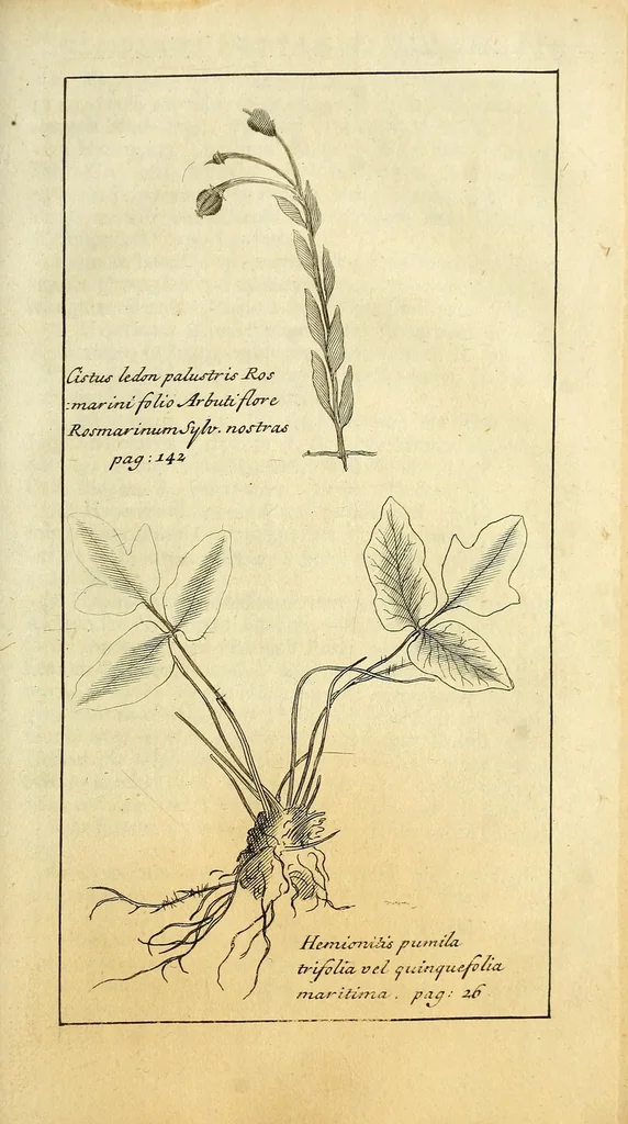 An illustration from Synopsis methodica stirpium Britannicarum : in qua tum notae generum characteristicae traduntur, tum species singulae breviter describuntur: ducentae quinquaginta plus minus novae species partim suis locis inseruntur, partim in appendice seorsim exhibentur : cum indice & virium epitome, 1690, leaf 171