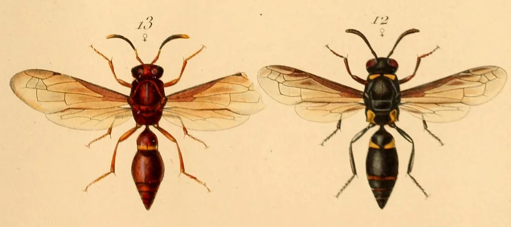 An illustration from Synopsis of American wasps, 1875, leaf 445