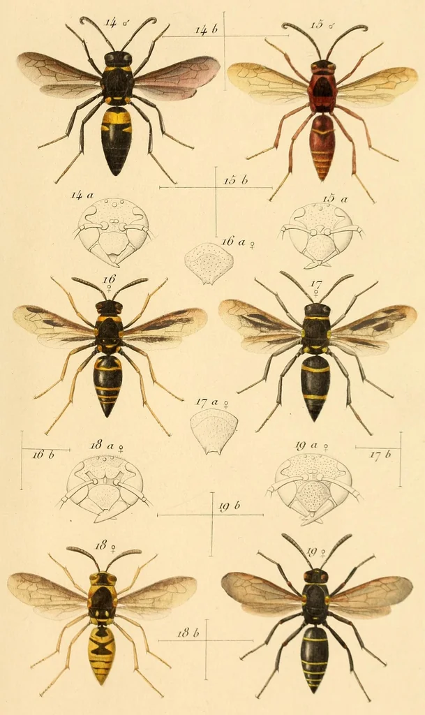 An illustration from Synopsis of American wasps, 1875, leaf 449