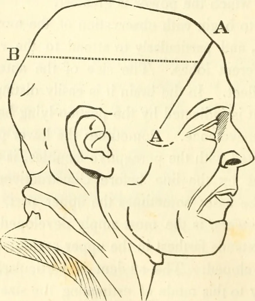 An illustration from A system of phrenology, 1835, leaf 105