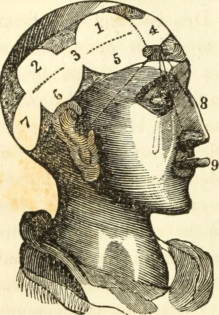 An illustration from A system of phrenology, 1835, leaf 45
