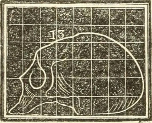 An illustration from A system of phrenology, 1835, leaf 563
