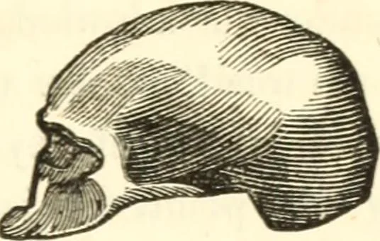 An illustration from A system of phrenology, 1835, leaf 58