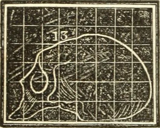 An illustration from A system of phrenology, 1835, leaf 595