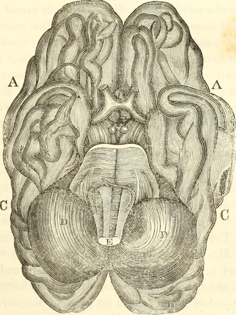 An illustration from A system of phrenology, 1835, leaf 92