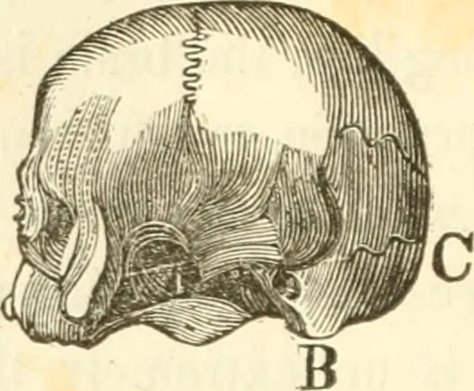 An illustration from A system of phrenology, 1835, leaf 97