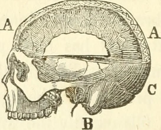 An illustration from A system of phrenology, 1835, leaf 97