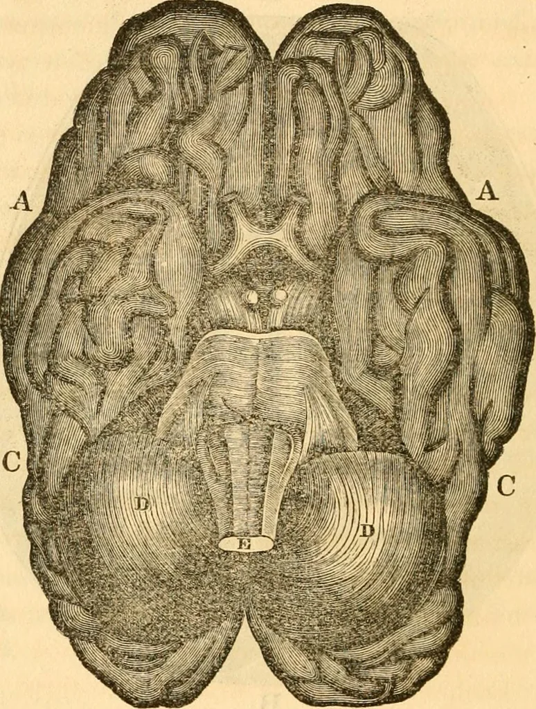 An illustration from A system of phrenology, 1830, leaf 93