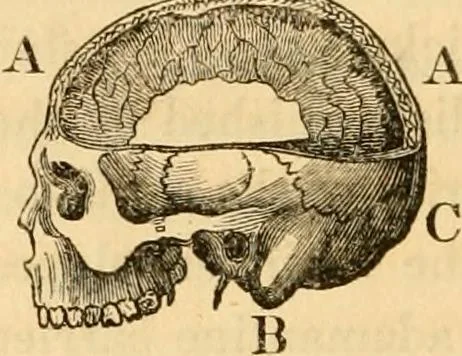 An illustration from A system of phrenology, 1830, leaf 99