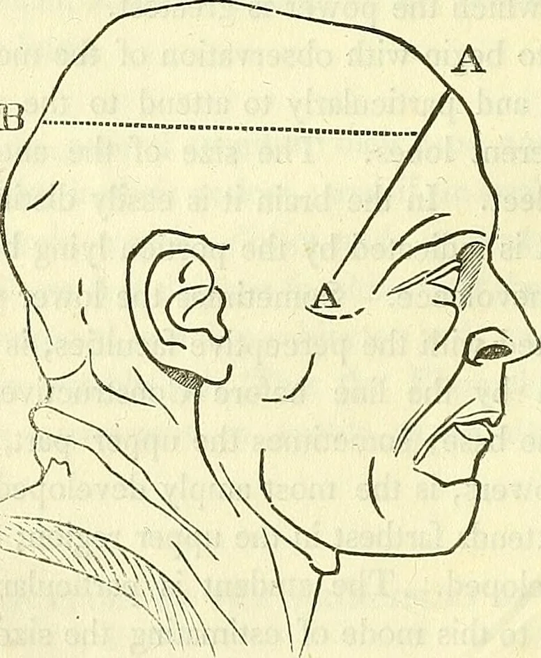 An illustration from A system of phrenology, 1839, leaf 101
