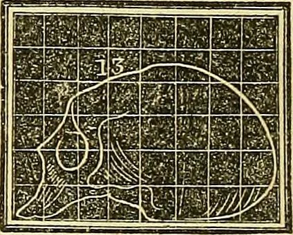 An illustration from A system of phrenology, 1839, leaf 269