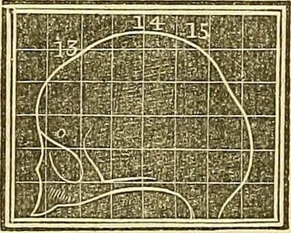 An illustration from A system of phrenology, 1839, leaf 283