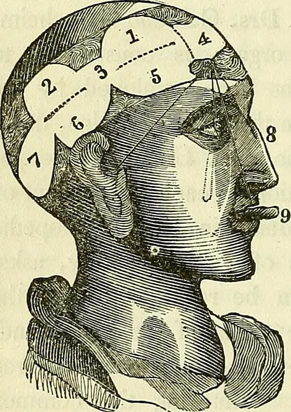 An illustration from A system of phrenology, 1839, leaf 41