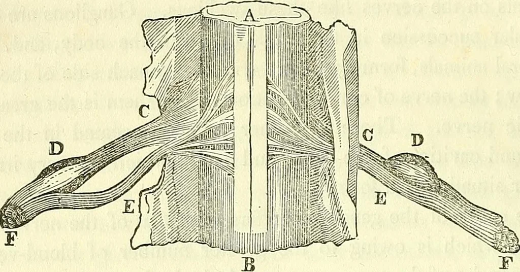 An illustration from A system of phrenology, 1839, leaf 77