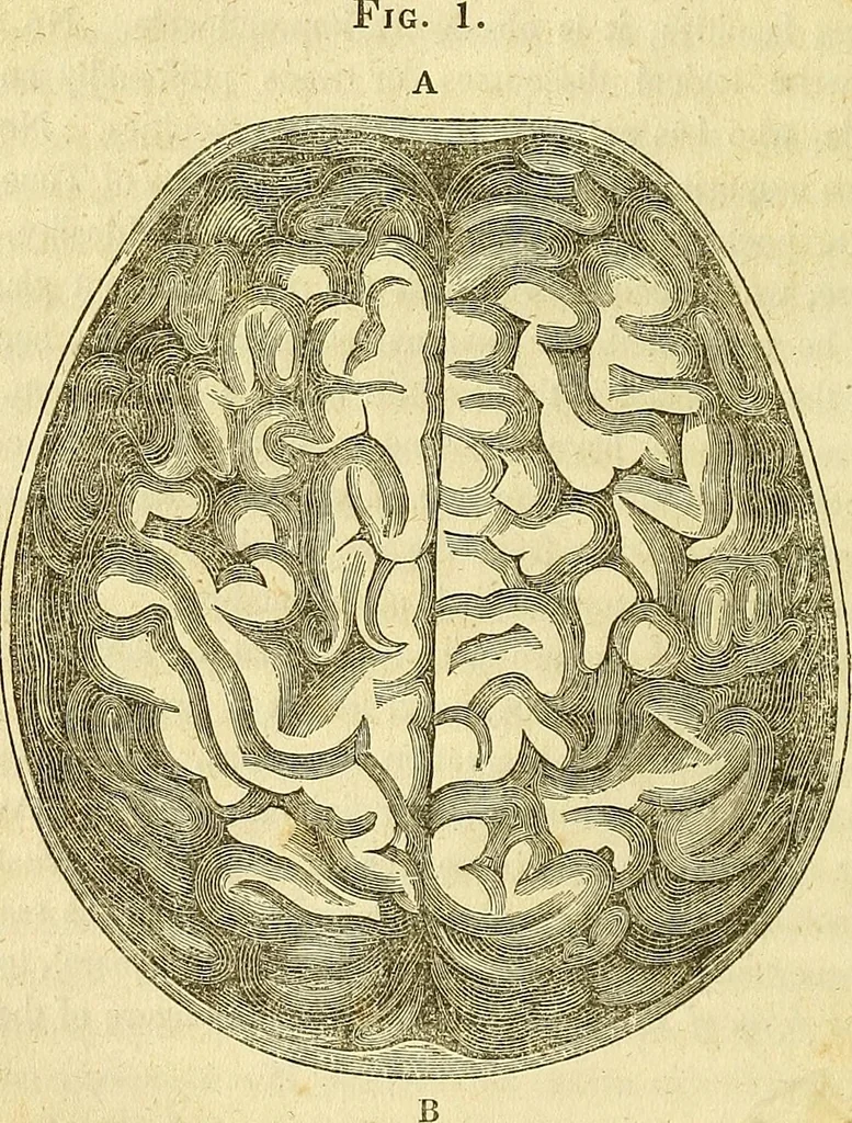 An illustration from A system of phrenology, 1839, leaf 87