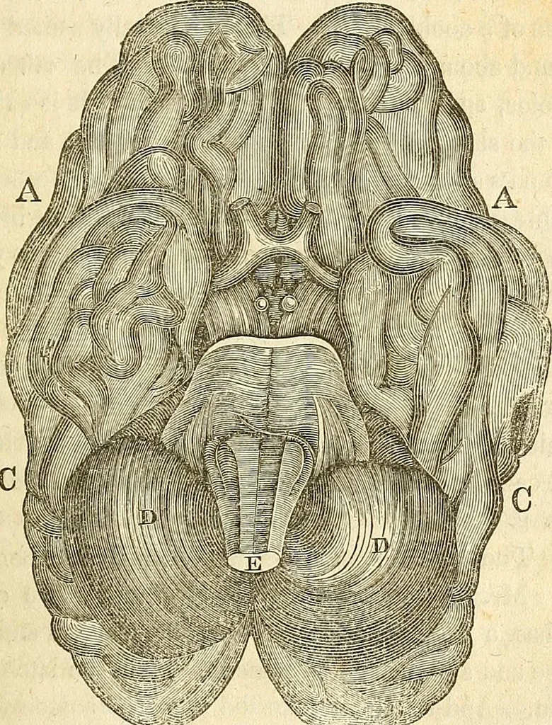 An illustration from A system of phrenology, 1839, leaf 88