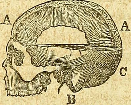 An illustration from A system of phrenology, 1839, leaf 93