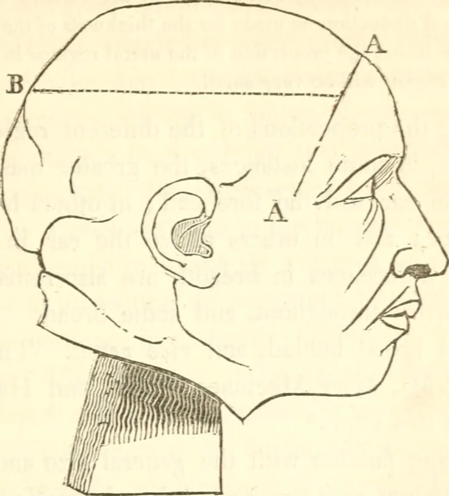 An illustration from A system of phrenology, 1839, leaf 100