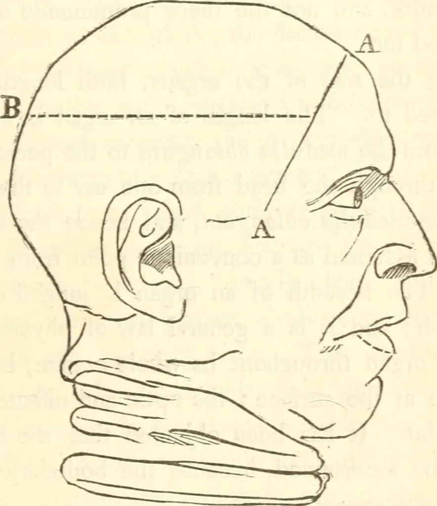 An illustration from A system of phrenology, 1839, leaf 100