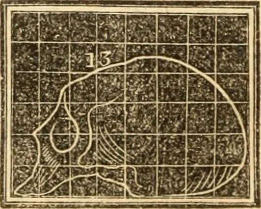 An illustration from A system of phrenology, 1839, leaf 263