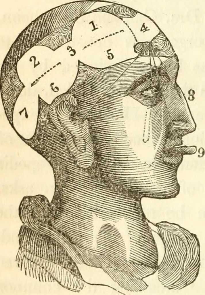 An illustration from A system of phrenology, 1839, leaf 39