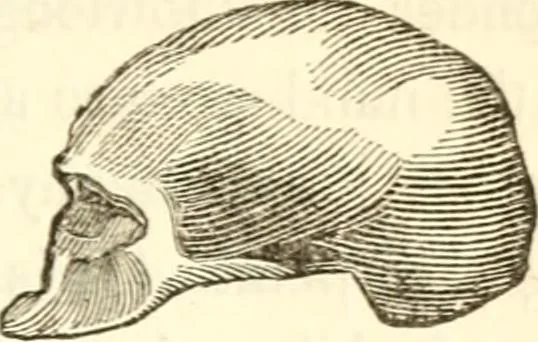 An illustration from A system of phrenology, 1839, leaf 52