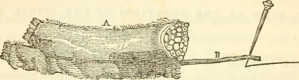An illustration from A system of phrenology, 1839, leaf 71