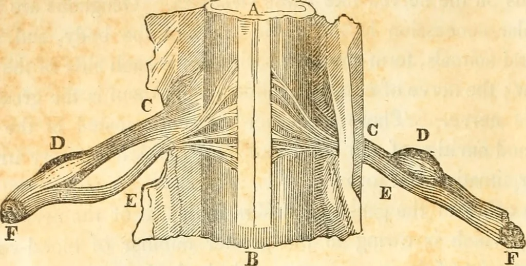 An illustration from A system of phrenology, 1839, leaf 75