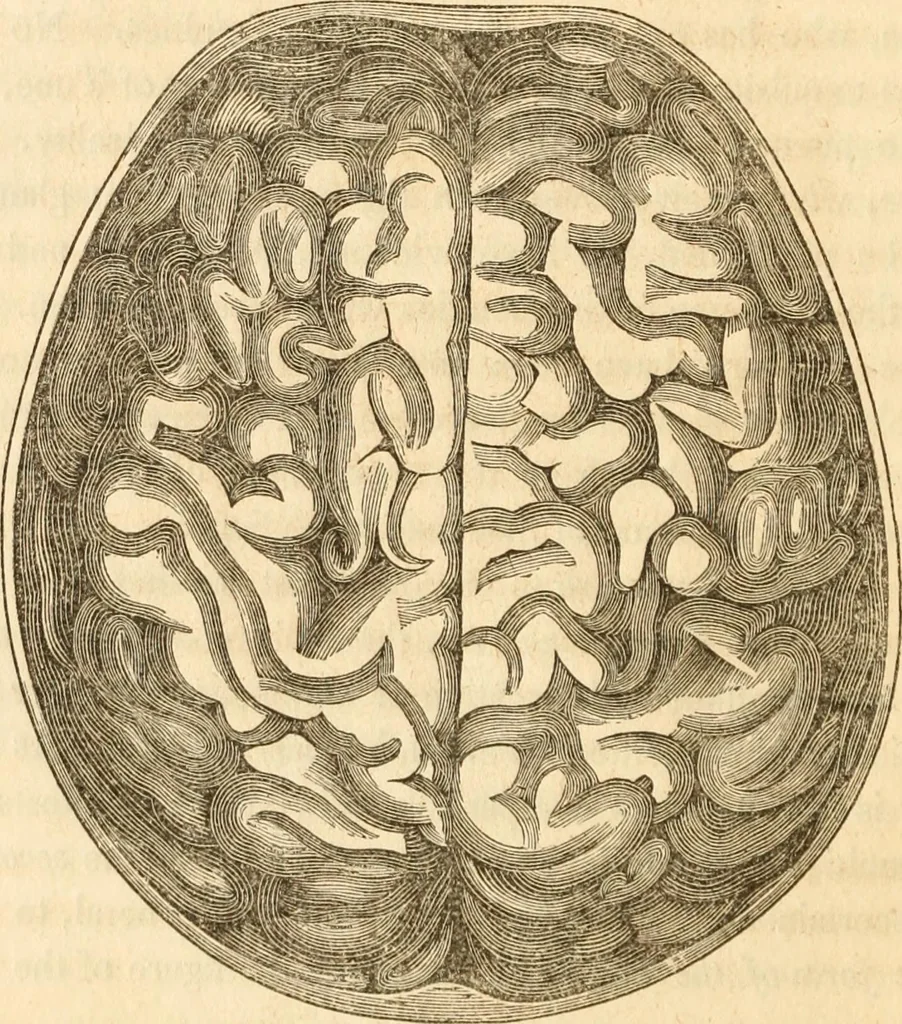 An illustration from A system of phrenology, 1839, leaf 85