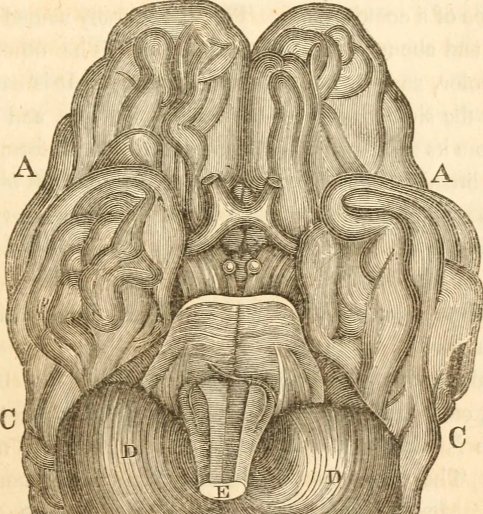 An illustration from A system of phrenology, 1839, leaf 86