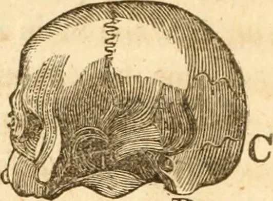 An illustration from A system of phrenology, 1839, leaf 91