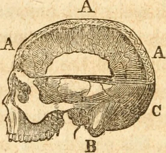 An illustration from A system of phrenology, 1839, leaf 91