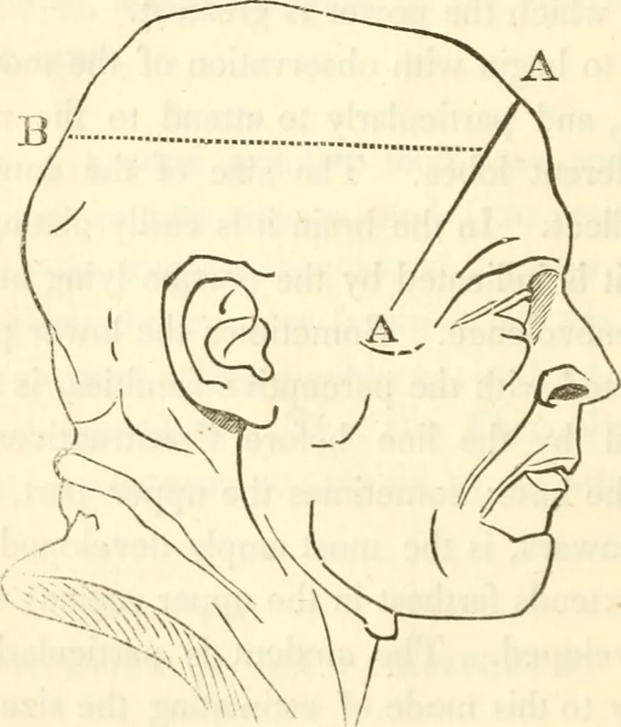 An illustration from A system of phrenology, 1839, leaf 99