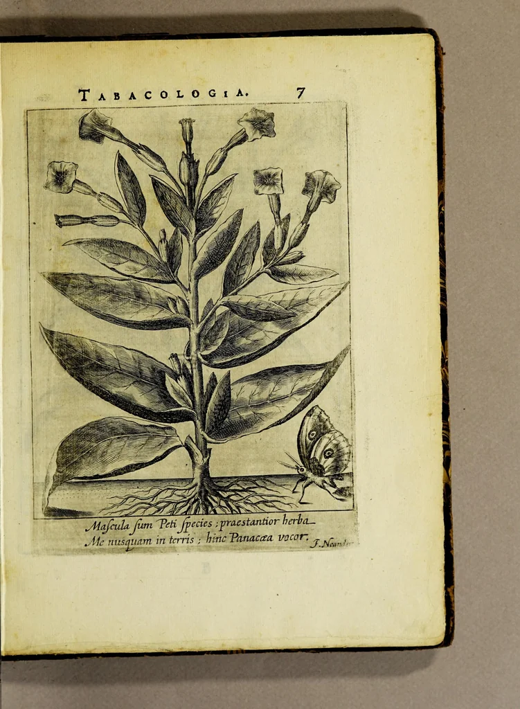 An illustration from Tabacologia: hoc est tabaci, seu Nicotianae descriptio medico-chirurgico-pharmaceutica vel ejus praeparatio et usus in omnibus fermè corporis humani incom[m]odis., 1626, leaf 53