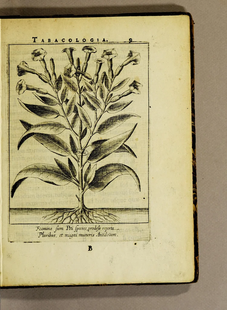 An illustration from Tabacologia: hoc est tabaci, seu Nicotianae descriptio medico-chirurgico-pharmaceutica vel ejus praeparatio et usus in omnibus fermè corporis humani incom[m]odis., 1626, leaf 55