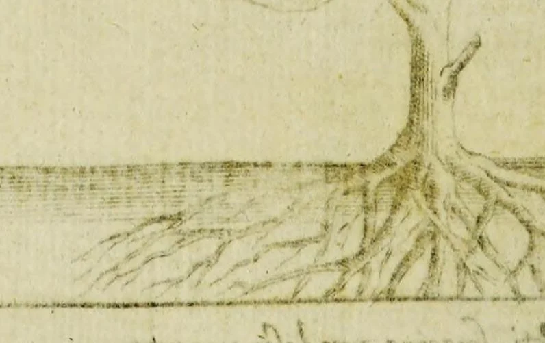 An illustration from Tabacologia: hoc est tabaci, seu Nicotianae descriptio medico-chirurgico-pharmaceutica vel ejus praeparatio et usus in omnibus fermè corporis humani incom[m]odis., 1626, leaf 56